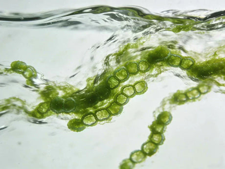 water filter for algae