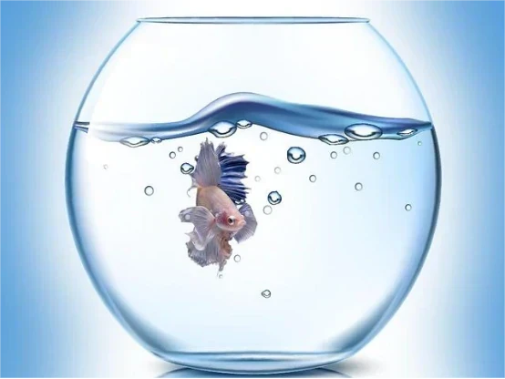 filtered water for fish tank