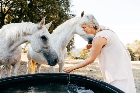 A woman offers clean, fresh water to her horses at a farm trough.