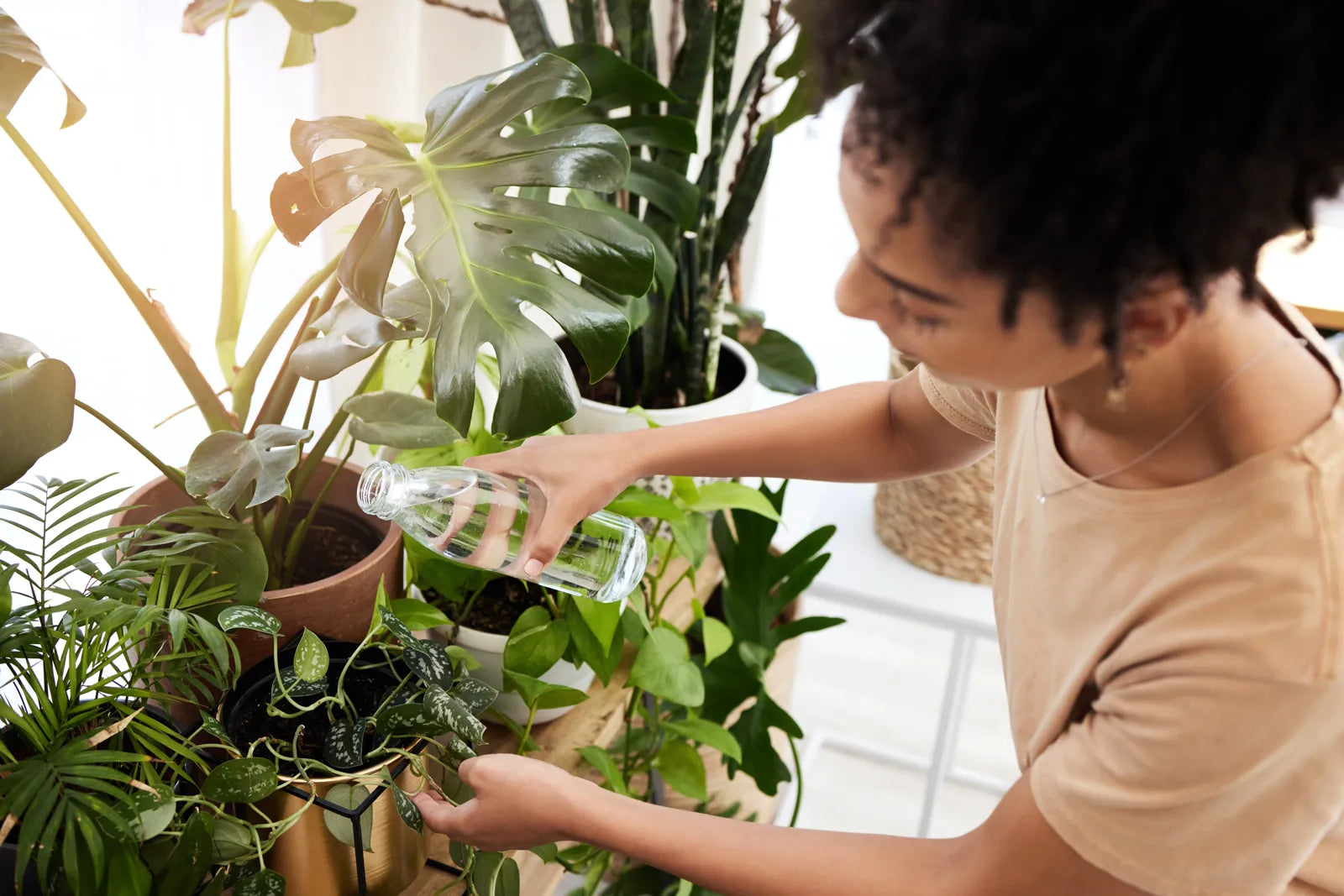 Woman watering lush houseplants with filtered water, ensuring optimal growth and plant vitality.