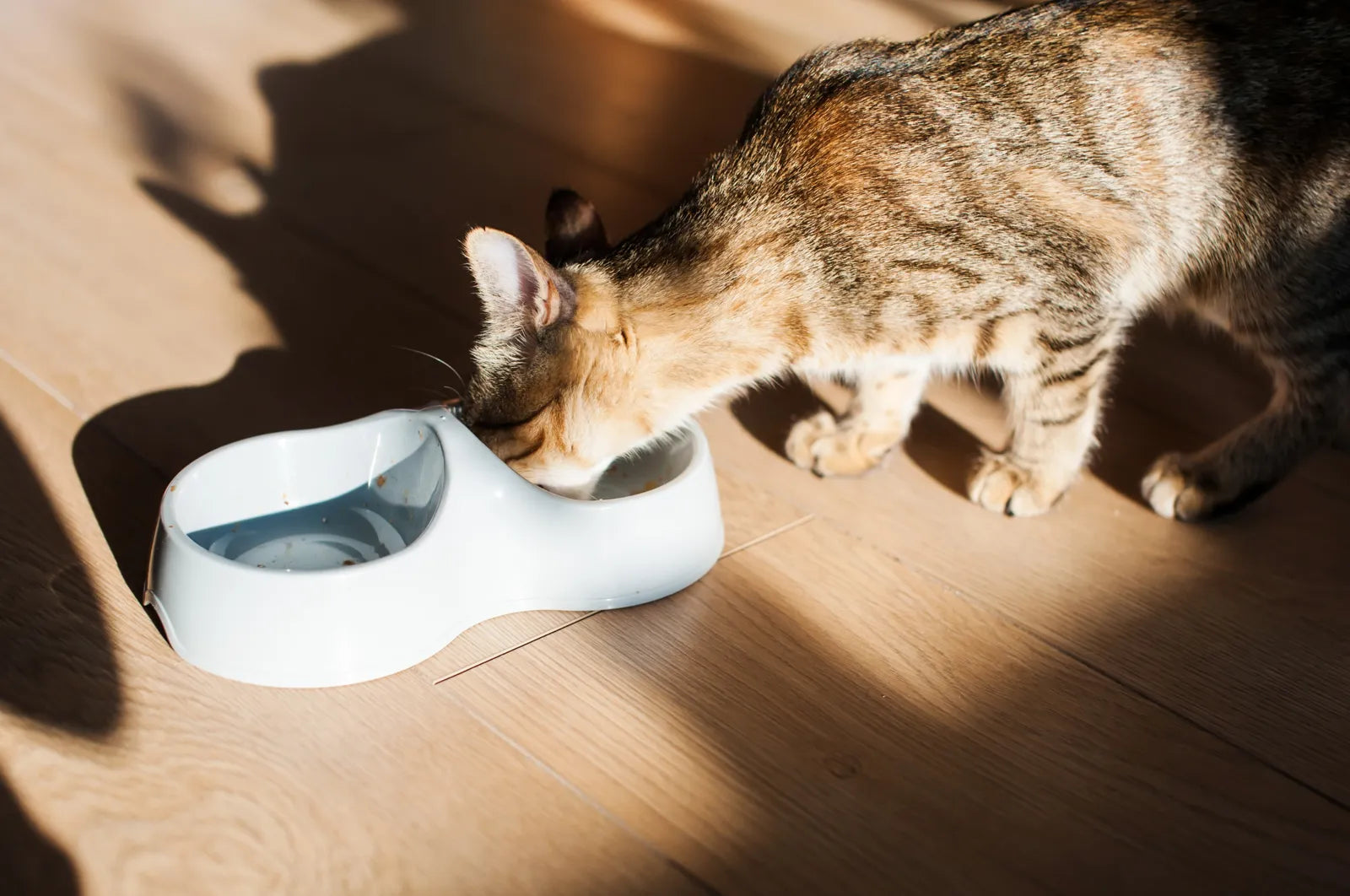 Discover the differences between filtered water for cats vs tap water and find the best water options to keep your feline healthy and hydrated. Learn how water type, taste, and setup affect your cat’s drinking habits.
