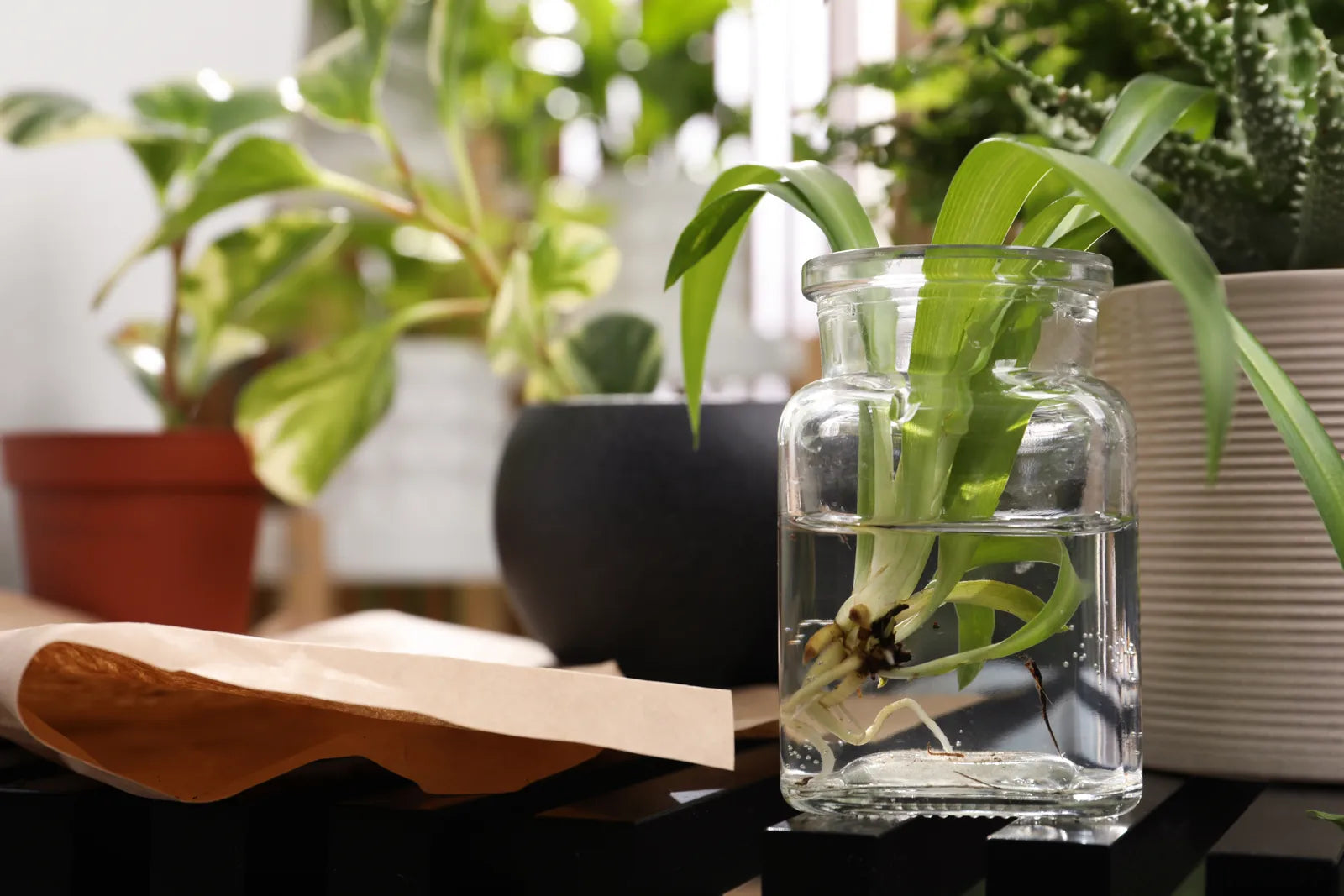 Houseplant cutting in clear glass water, demonstrating clean, filtered water propagation for healthy roots